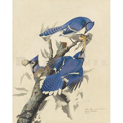 Blue Jay Oppenheimer Print - New-York Historical Society Museum Store