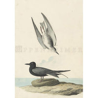 Black Tern Oppenheimer Print - New-York Historical Society Museum Store