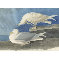 White-winged silvery Gull Oppenheimer Print