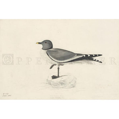 Fork-tailed Gull Oppenheimer Print