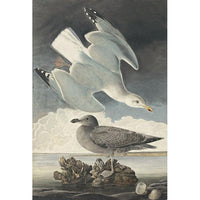 Herring Gull Oppenheimer Print