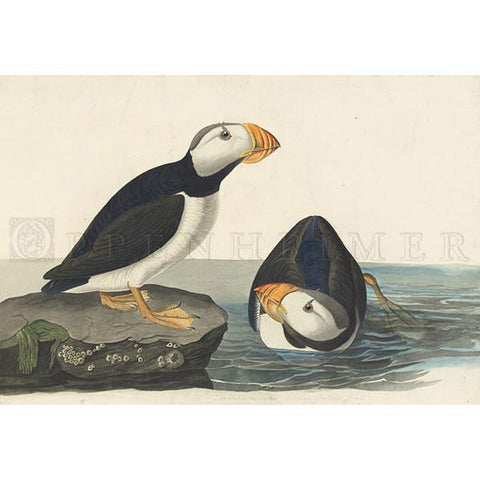Large billed Puffin Oppenheimer Print