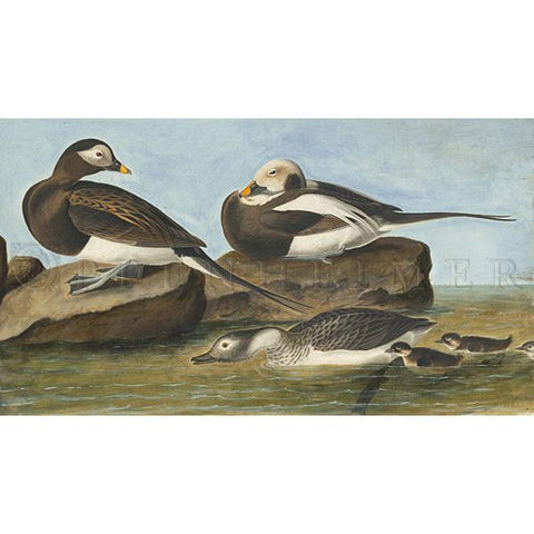 Long-tailed Duck Oppenheimer Print