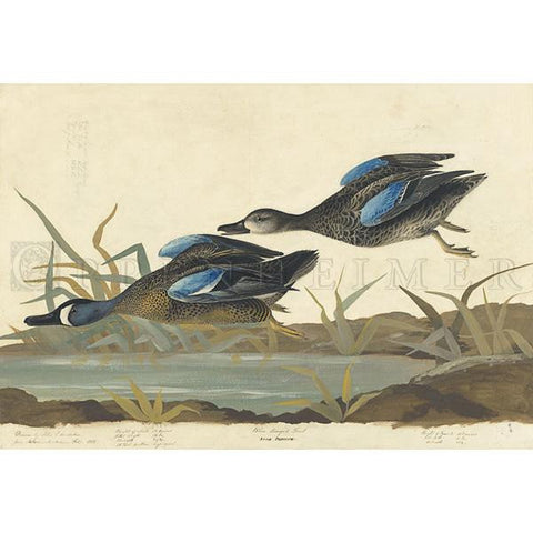 Blue-winged Teal Oppenheimer Print - New-York Historical Society Museum Store