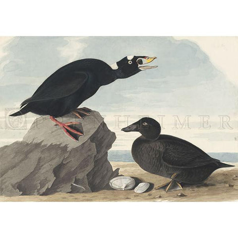 Black or Surf Duck Oppenheimer Print - New-York Historical Society Museum Store