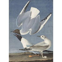 Bonapartian Gull Oppenheimer Print - New-York Historical Society Museum Store