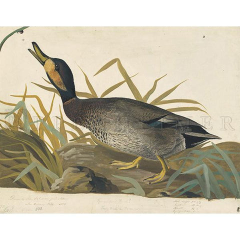 Bemaculated Duck Oppenheimer Print - New-York Historical Society Museum Store