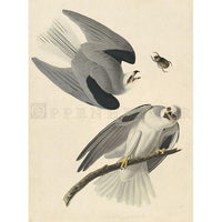 Black-Winged Hawk Oppenheimer Print - New-York Historical Society Museum Store