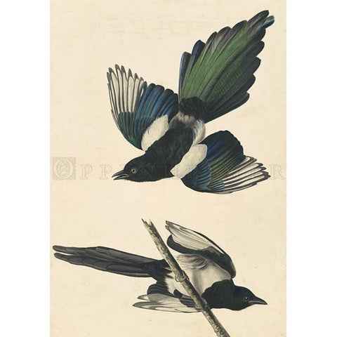 American Magpie Oppenheimer Print - New-York Historical Society Museum Store