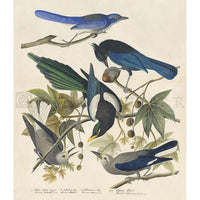 Clark's Crow, et al Oppenheimer Print - New-York Historical Society Museum Store