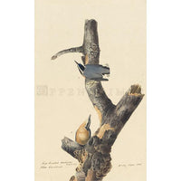 Red-breasted Nuthatch Oppenheimer Print