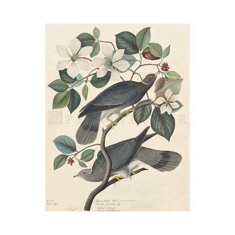 Band-tailed Pigeon Oppenheimer Print - New-York Historical Society Museum Store