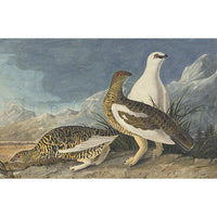 A print of three Rock Grouse birds, the lefthand two being yellow and black-spotted with red feather-covered eyelids, with the third bird being pure white with red eyelids.