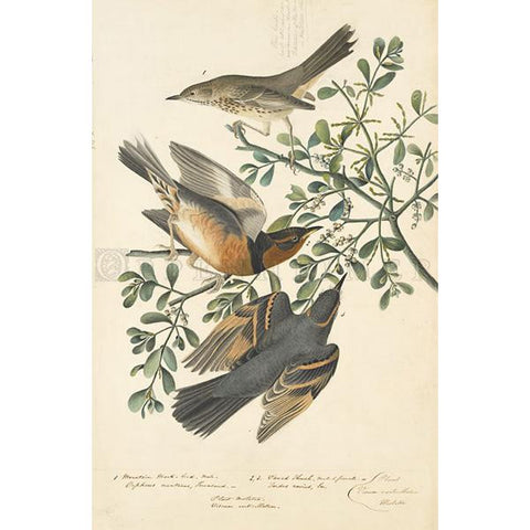 Varied Thrush & Mountain Mocking bird Oppenheimer Print