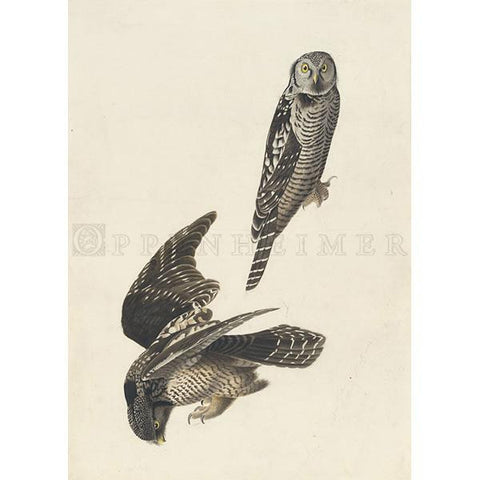 Hawk Owl Oppenheimer Print