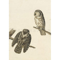 Tengmalm's Owl Oppenheimer Print