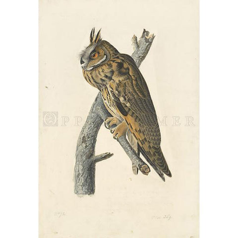 Long-eared Owl Oppenheimer Print