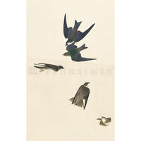 Bank Swallow and Violet-Green Swallow Oppenheimer Print - New-York Historical Society Museum Store