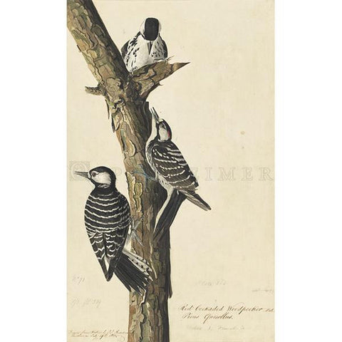 Red-Cockaded Woodpecker Oppenheimer Print