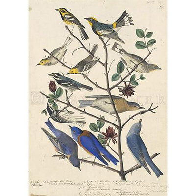 Arctic Blue-bird Oppenheimer Print