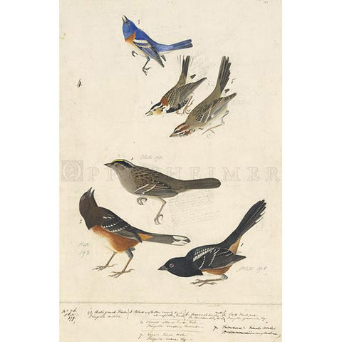 Chestnut-colored Finch, et al Oppenheimer Print - New-York Historical Society Museum Store