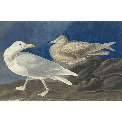 Burgomaster Gull Oppenheimer Print - New-York Historical Society Museum Store