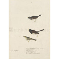 Clay-coloured Finch and Oregon Snow Finch Oppenheimer Print - New-York Historical Society Museum Store