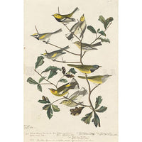 Black-throated Green Warbler, et al Oppenheimer Print - New-York Historical Society Museum Store