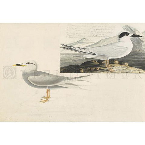 Havell's Tern and Trudeau's Tern Oppenheimer Print