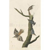 Brown Creeper and Californian Nuthatch Oppenheimer Print - New-York Historical Society Museum Store