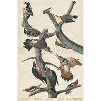 Hairy Woodpecker Oppenheimer Print