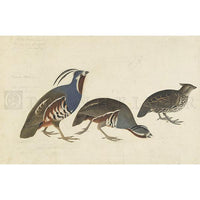 Plumed Partridge and Thick-legged Partridge Oppenheimer Print