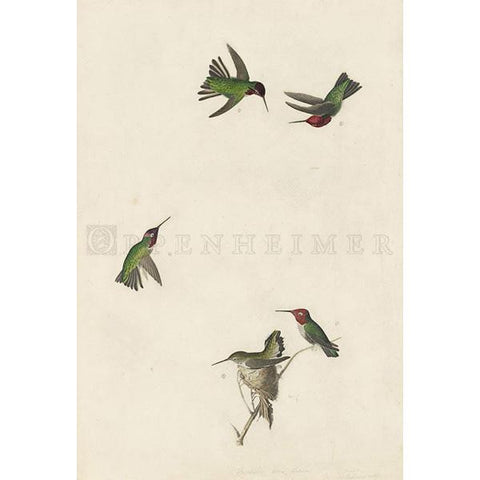 Columbian Humming Bird Oppenheimer Print - New-York Historical Society Museum Store