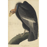 California Vulture Oppenheimer Print - New-York Historical Society Museum Store