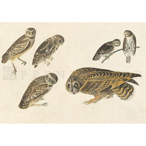 Burrowing Owl and Large-headed Burrowing Owl Oppenheimer Print - New-York Historical Society Museum Store