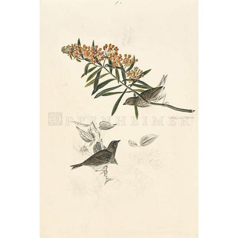 Sparrows (unidentified) Oppenheimer Print