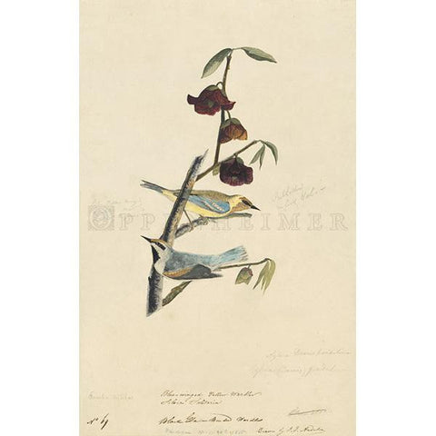 Blue-winged Warbler & Golden-winged Warbler Oppenheimer Print - New-York Historical Society Museum Store