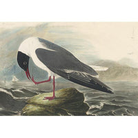 Common Black-headed Gull Oppenheimer Print - New-York Historical Society Museum Store