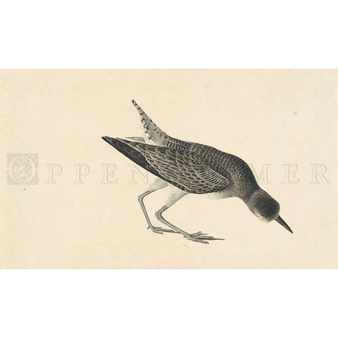 Black-bellied Plover (winter plumage) Oppenheimer Print - New-York Historical Society Museum Store