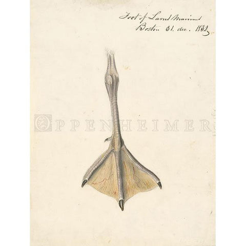 Foot of Great Black-backed Gull Oppenheimer Print