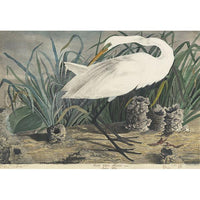 Great Egret (plate 29) Oppenheimer Print