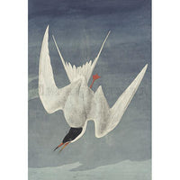 Common Tern Oppenheimer Print - New-York Historical Society Museum Store