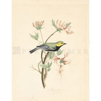 Black Throated Green Warbler Oppenheimer Print - New-York Historical Society Museum Store