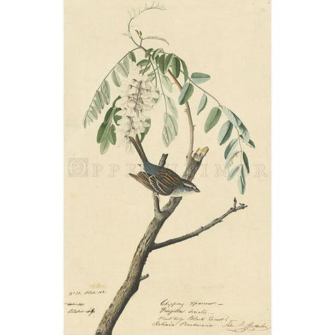 Chipping Sparrow Oppenheimer Print - New-York Historical Society Museum Store