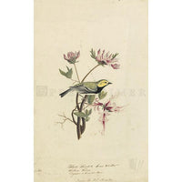 Black-throated Green Warbler Oppenheimer Print - New-York Historical Society Museum Store