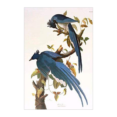 John James Audubon Columbia Jay Postcard