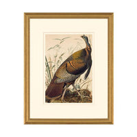 Wild Turkey, Male: Framed Octavo Edition Oppenheimer Print
